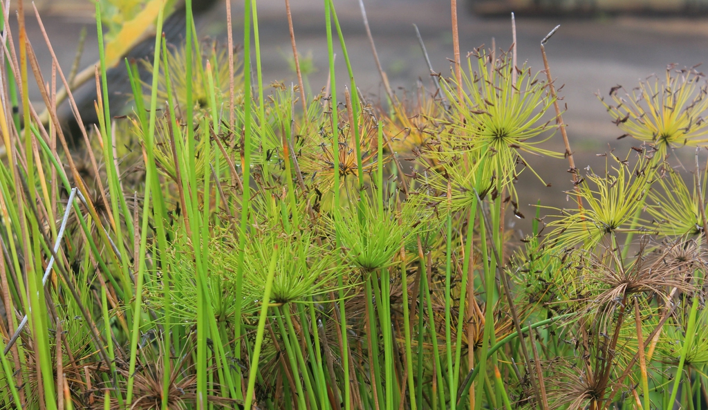 Cyperus prolifer