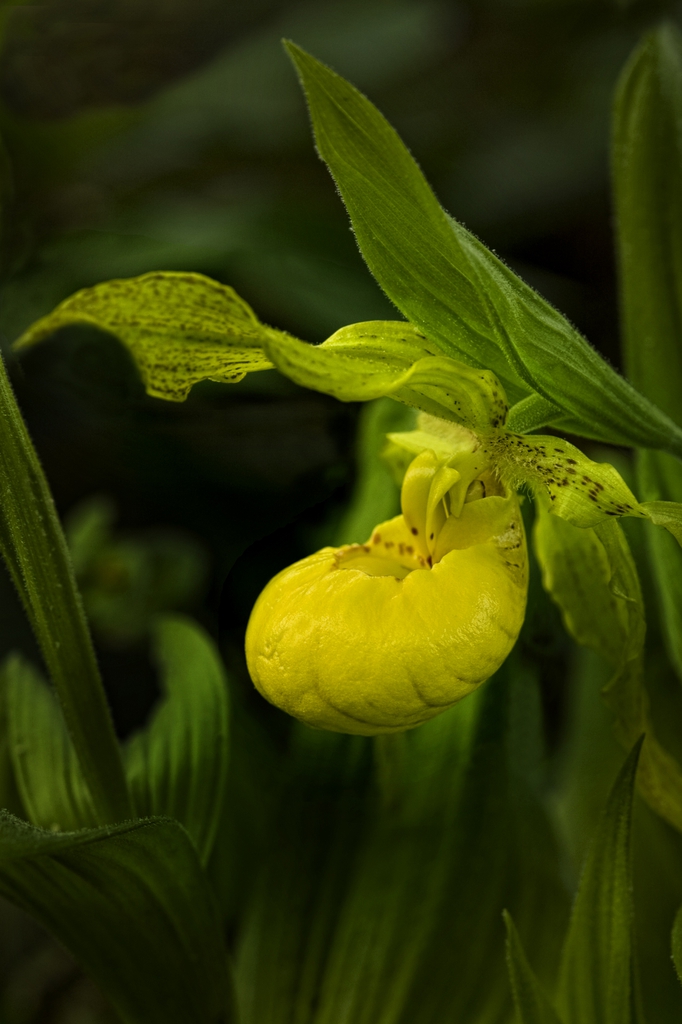 Cyprepedium reginae blossom