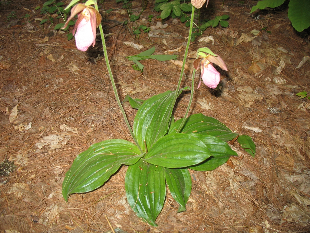 flower, Great Smoky Mts National Park