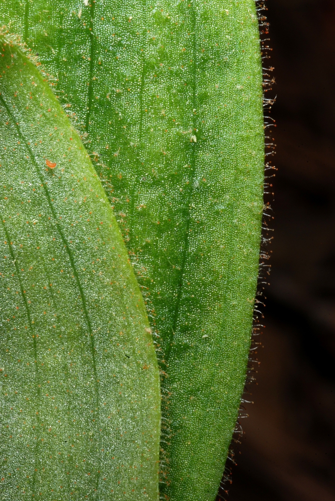 Hairs along the leaf margin (Wake County, NC)-Late Spring