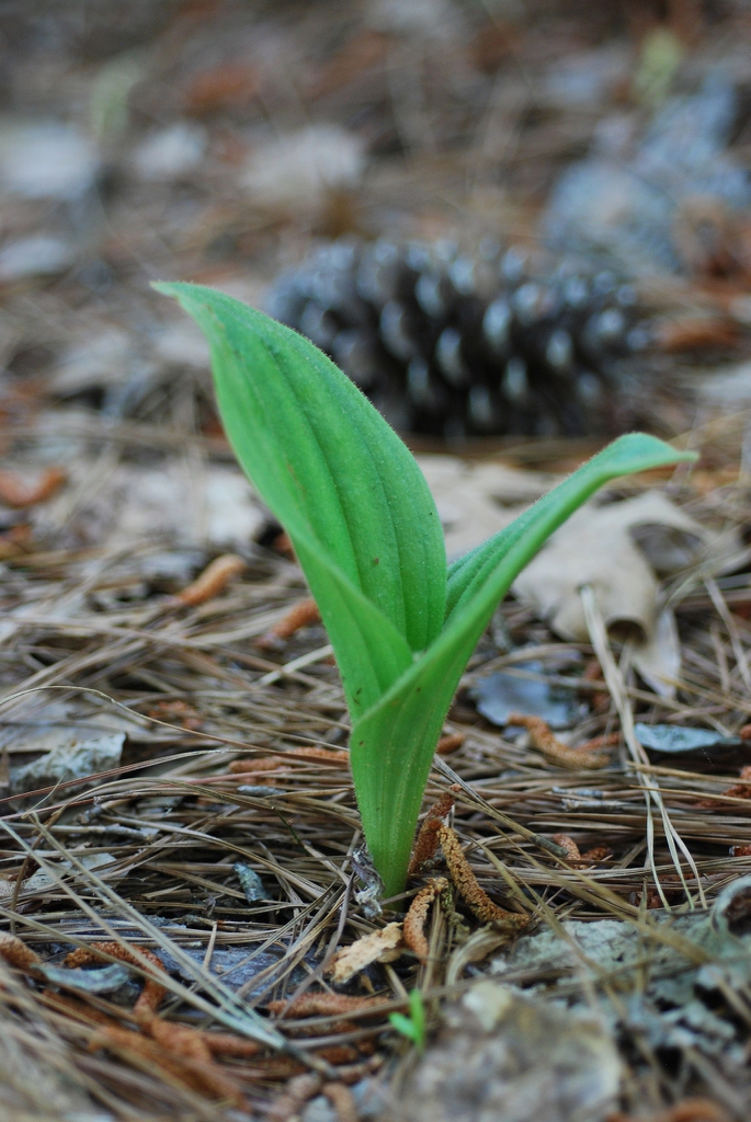 Emerging growth (Wake County, NC)-Late Spring