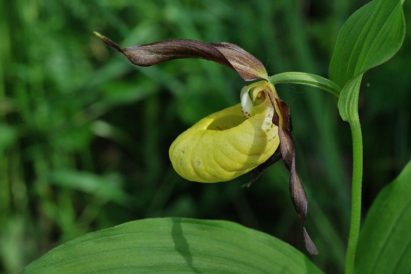 Cypripedium calceolus