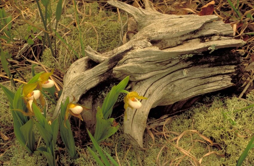 Cypripedium calceolus