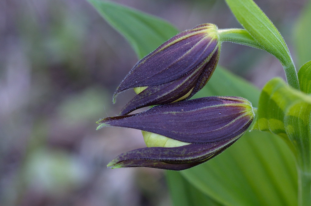 Cypripedium calceolus