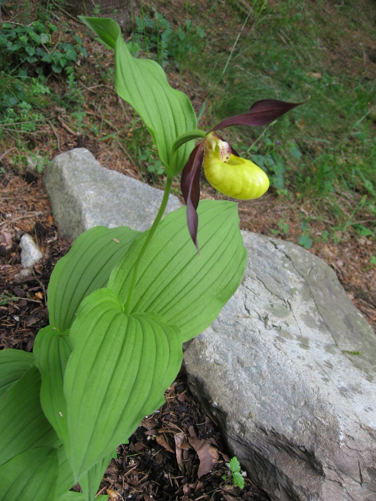 Cypripedium calceolus