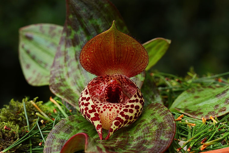Cypripedium lichiangense