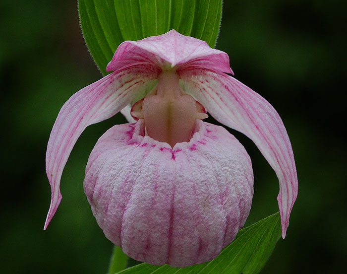 Cypripedium macranthos