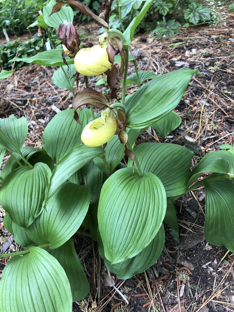 Cypripedium parviflorum