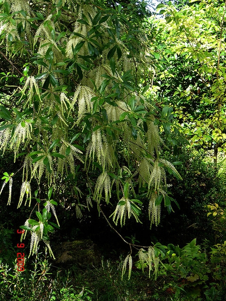 Form in bloom