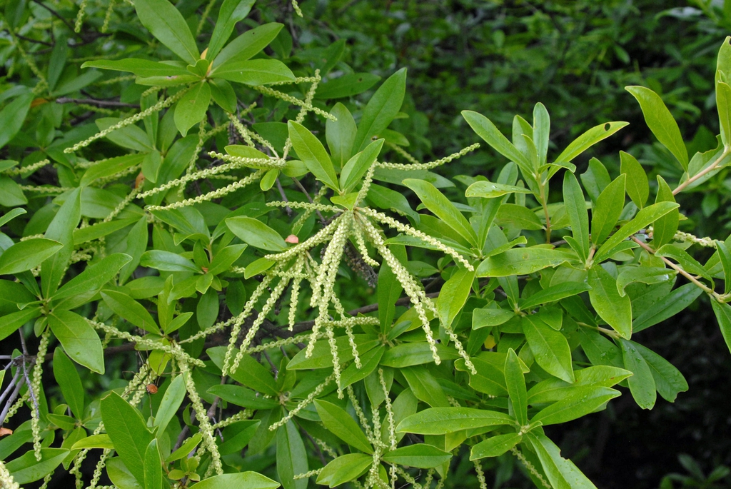 Cyrilla racemiflora