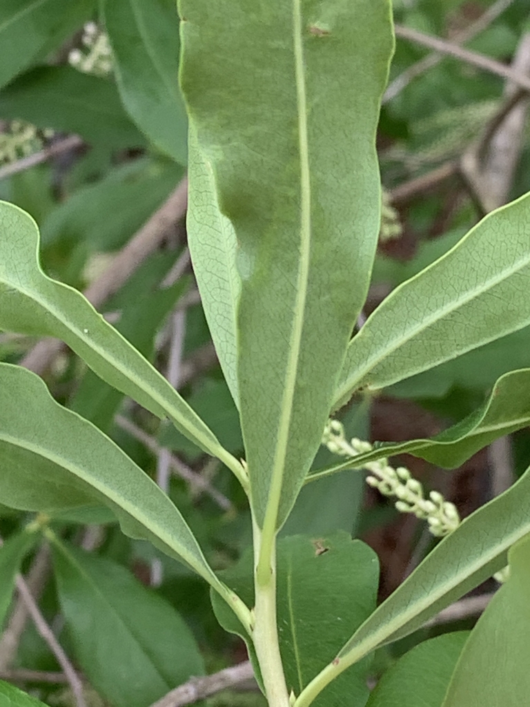 Underside of leaf