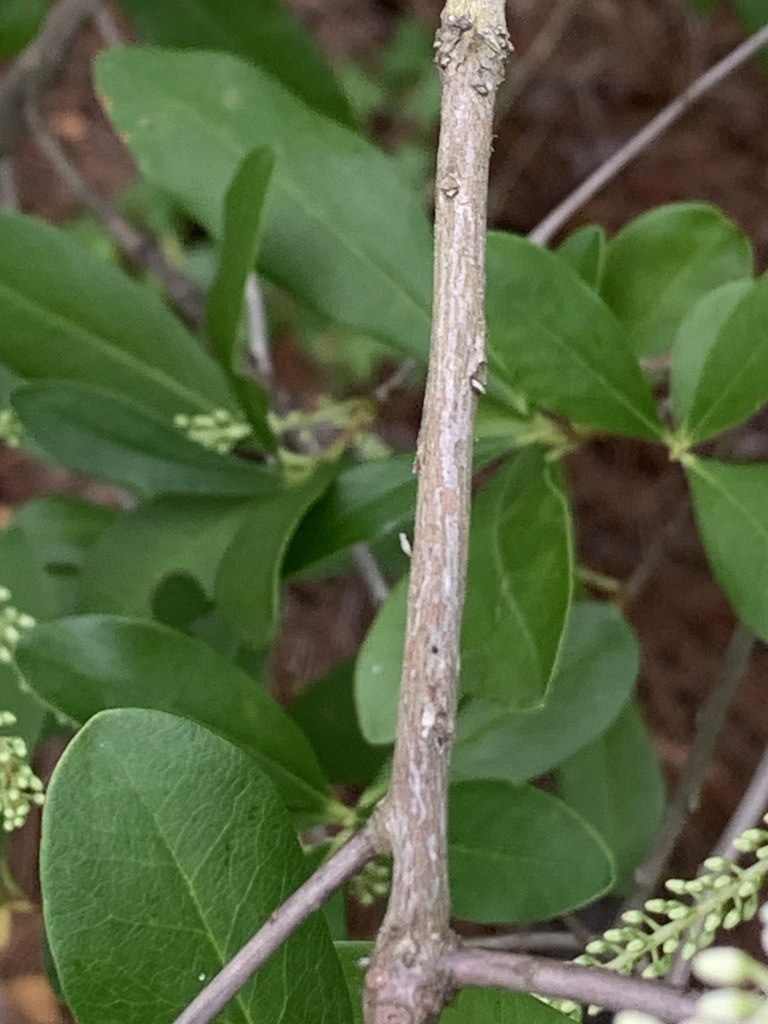 Stem