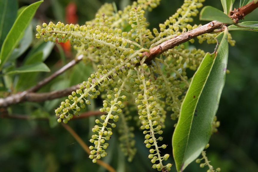 Fruiting branch