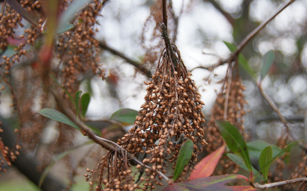 Fruits