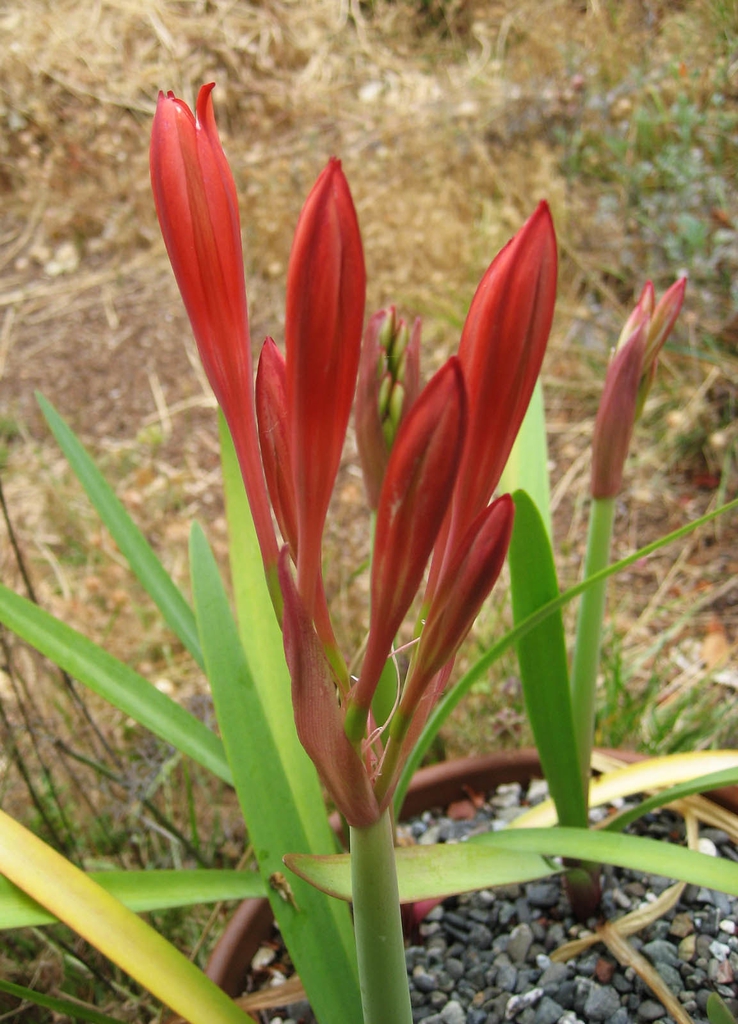 Cyrtanthus elatus