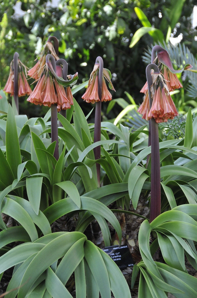 Cyrtanthus falcatus