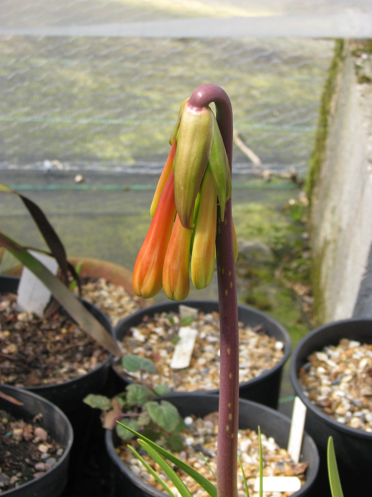 Cyrtanthus falcatus