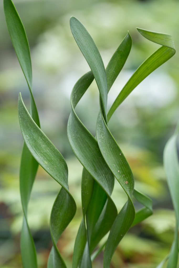 Cyrtanthus spiralis