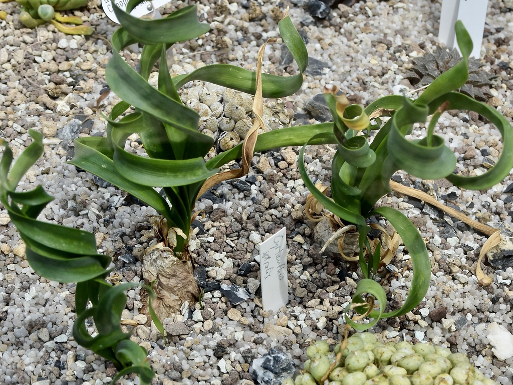 Cyrtanthus spiralis