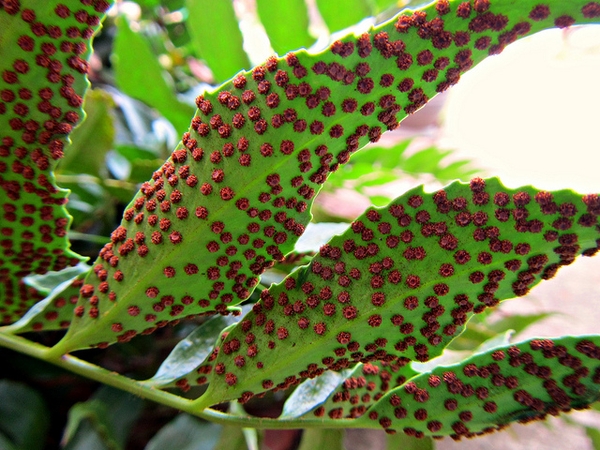 Cyrtomium falcatum