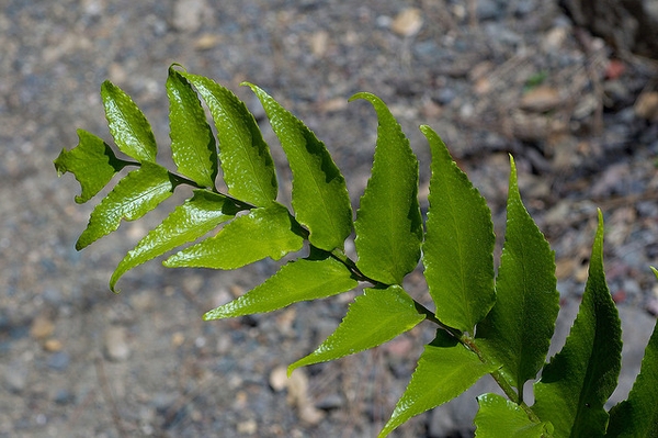 Cyrtomium falcatum