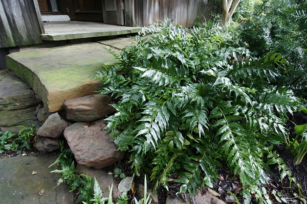 Cyrtomium falcatum