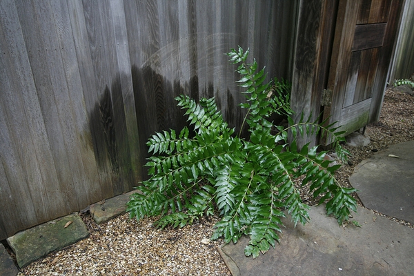 Cyrtomium falcatum