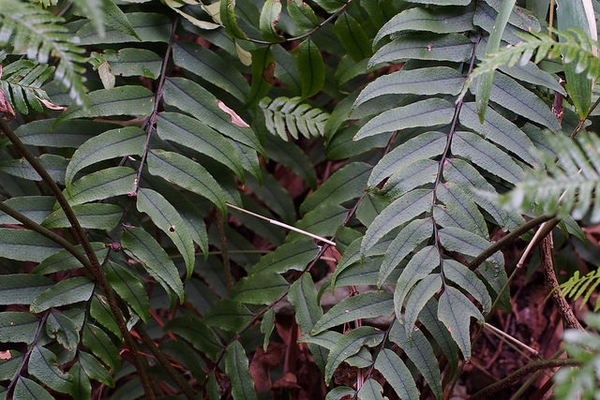 Cyrtomium fortunei