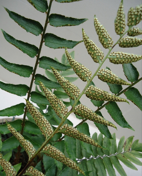 Cyrtomium fortunei
