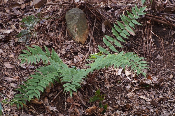Cyrtomium fortunei