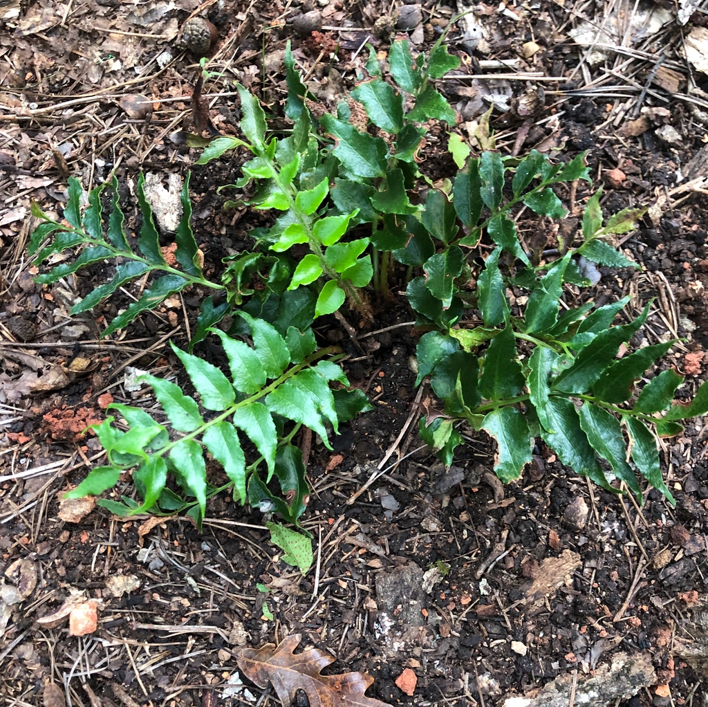 Cyrtomium falcatum