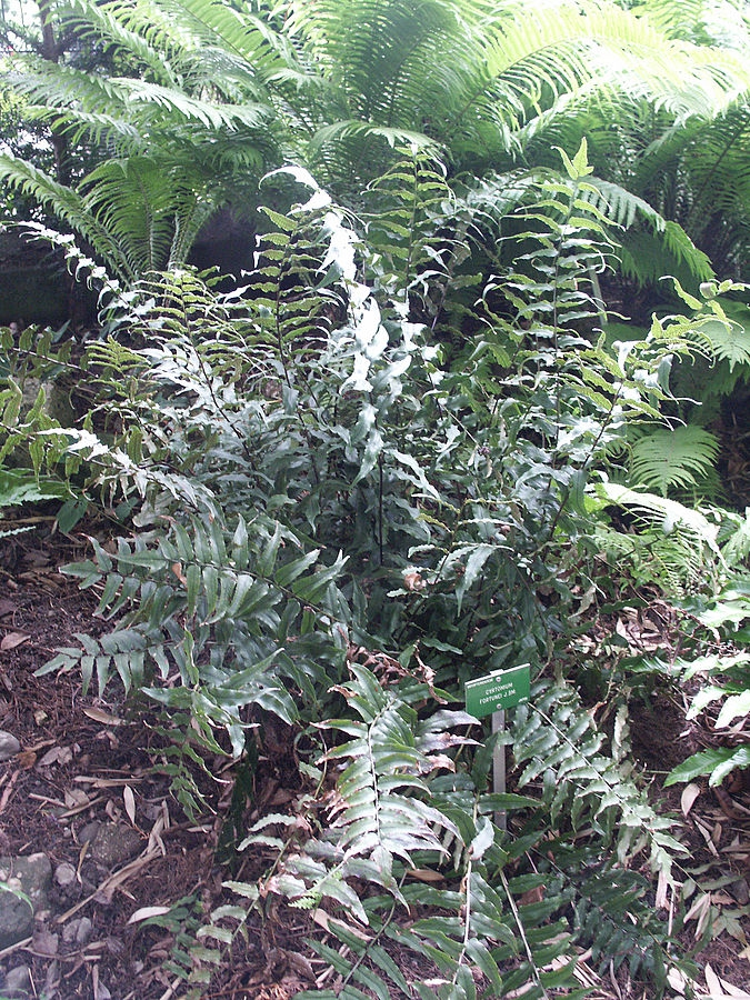 Cyrtomium fortunei