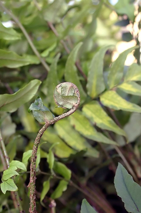 Cyrtomium fortunei