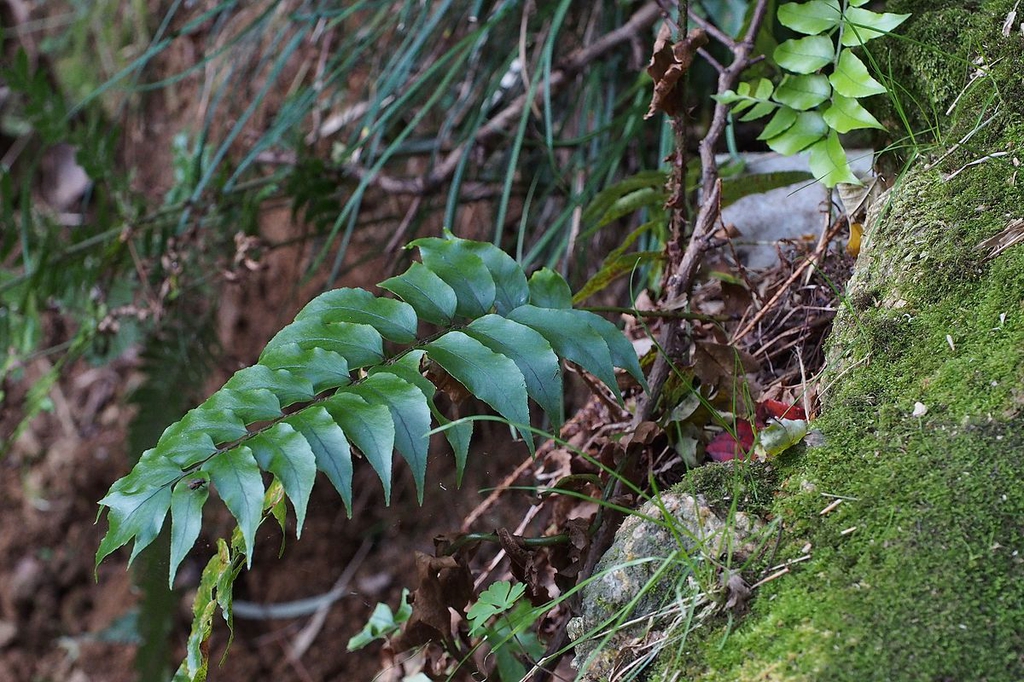 Cyrtomium fortunei