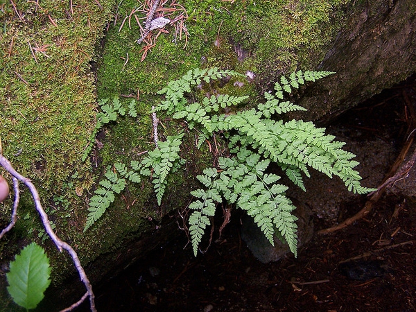 Cystopteris fragilis