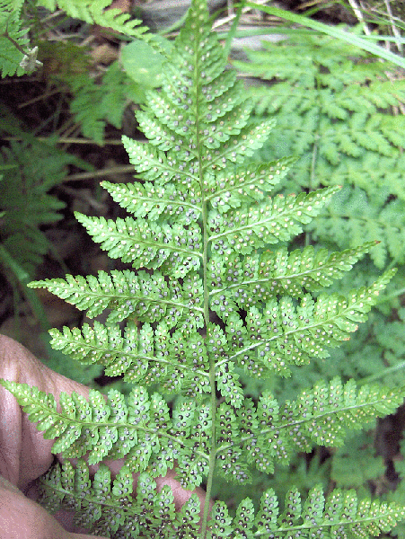 Cystopteris fragilis
