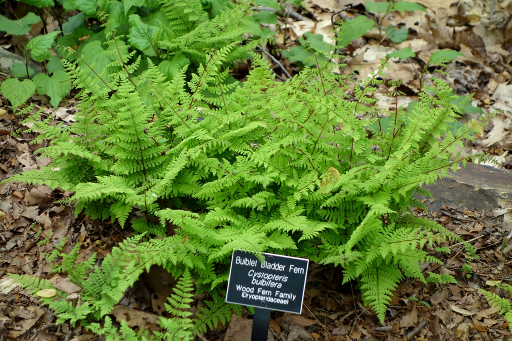 Form