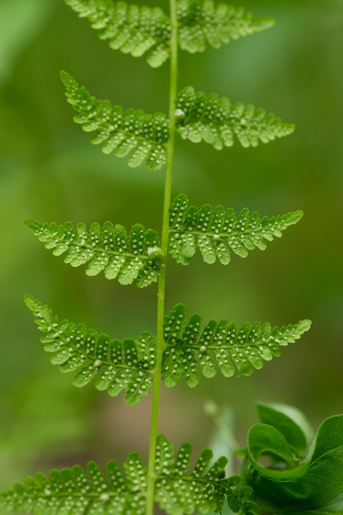 Cystopteris bulbifera