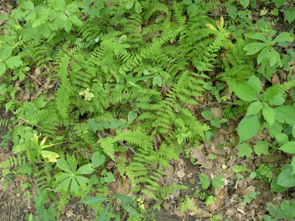 Form