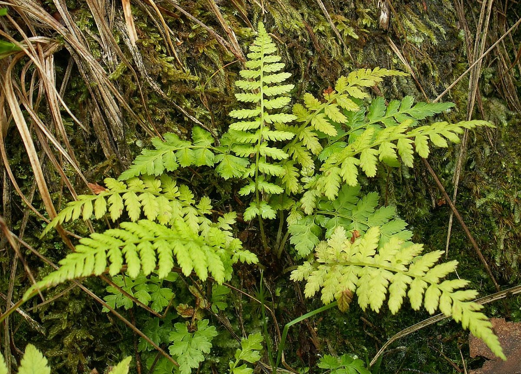 Cystopteris fragilis