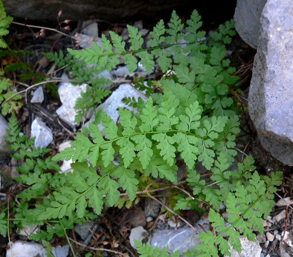 Form