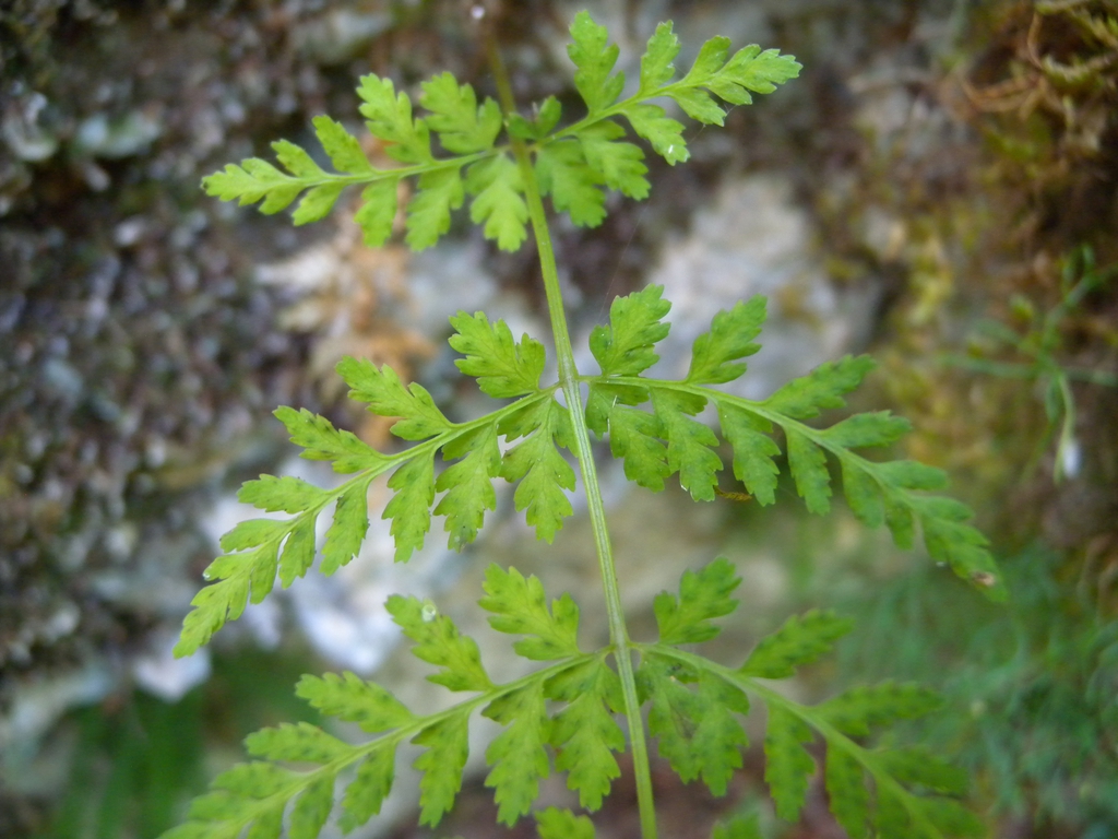 Leaves