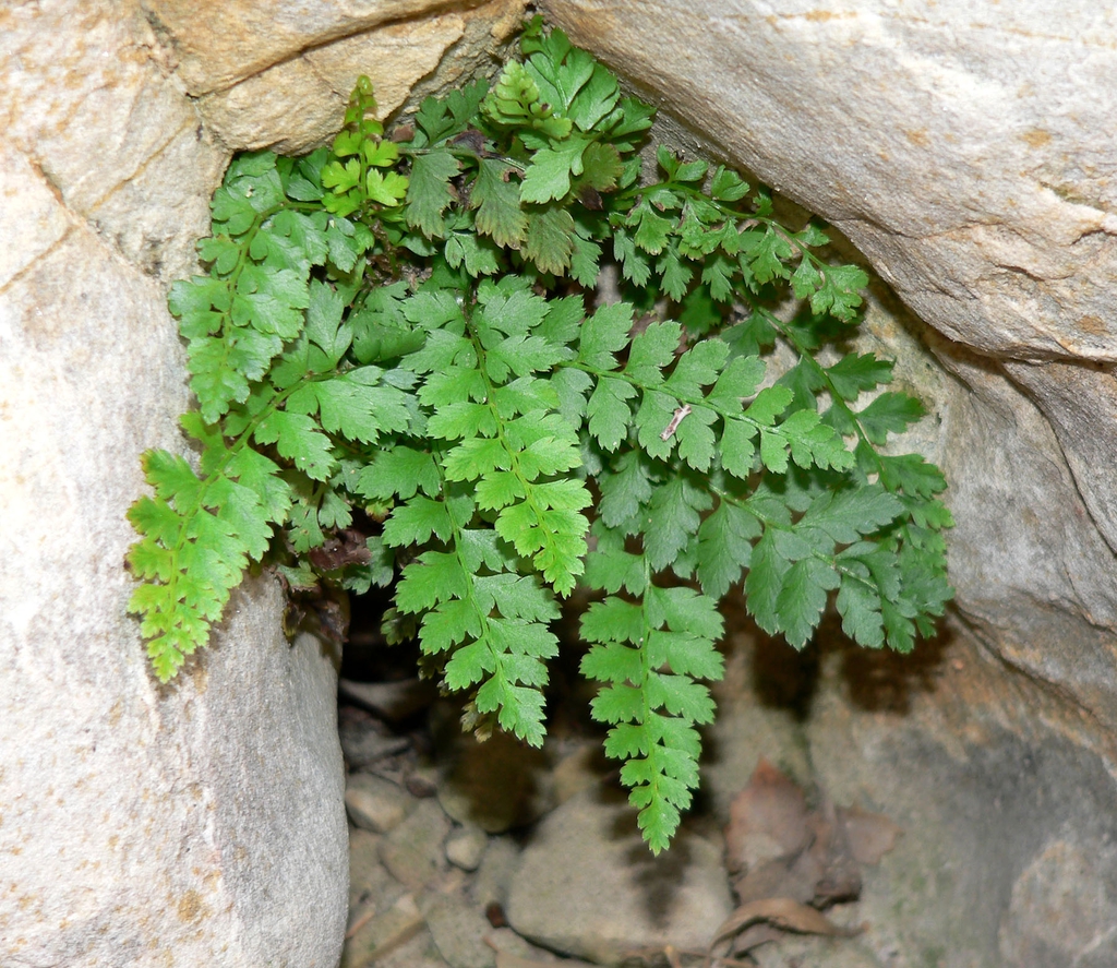 Form
