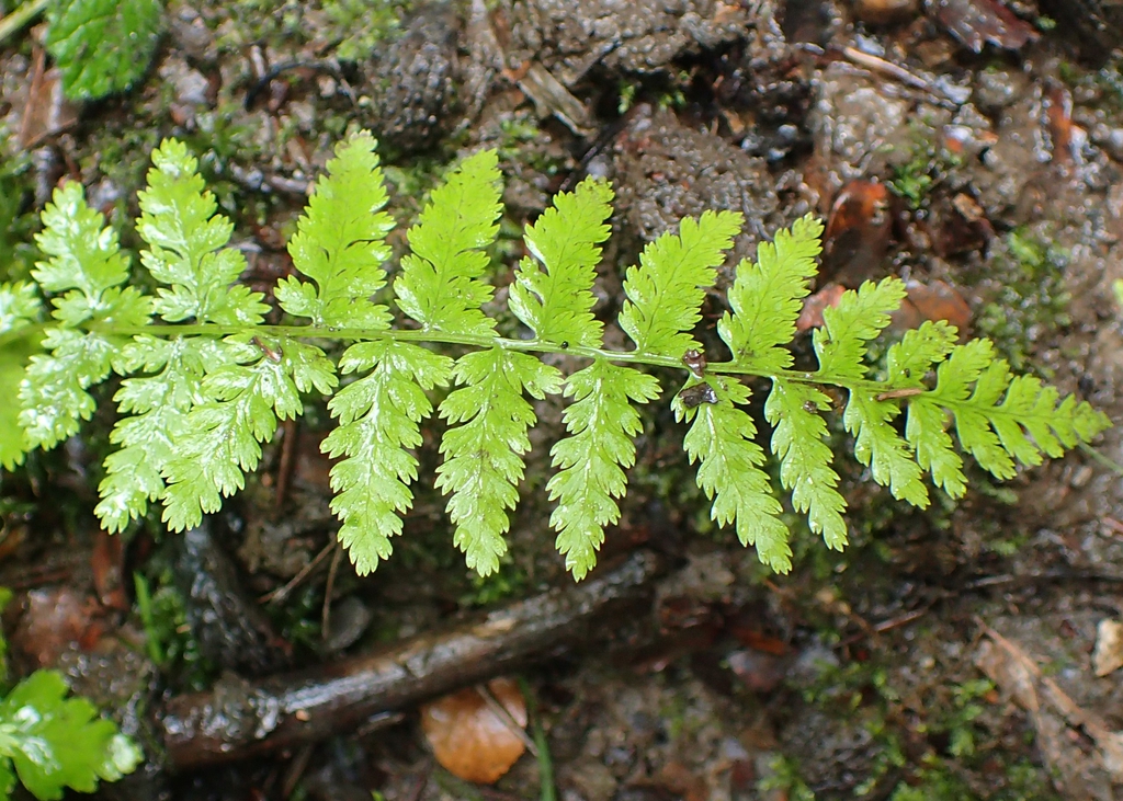 Leaf Blade