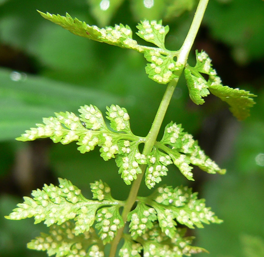 Cystopteris fragilis