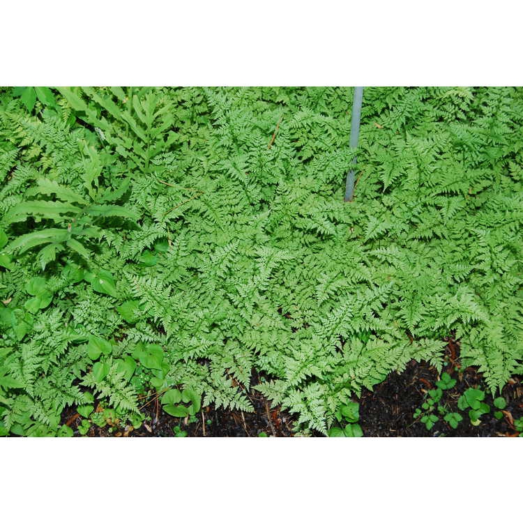 Cystopteris protrusa