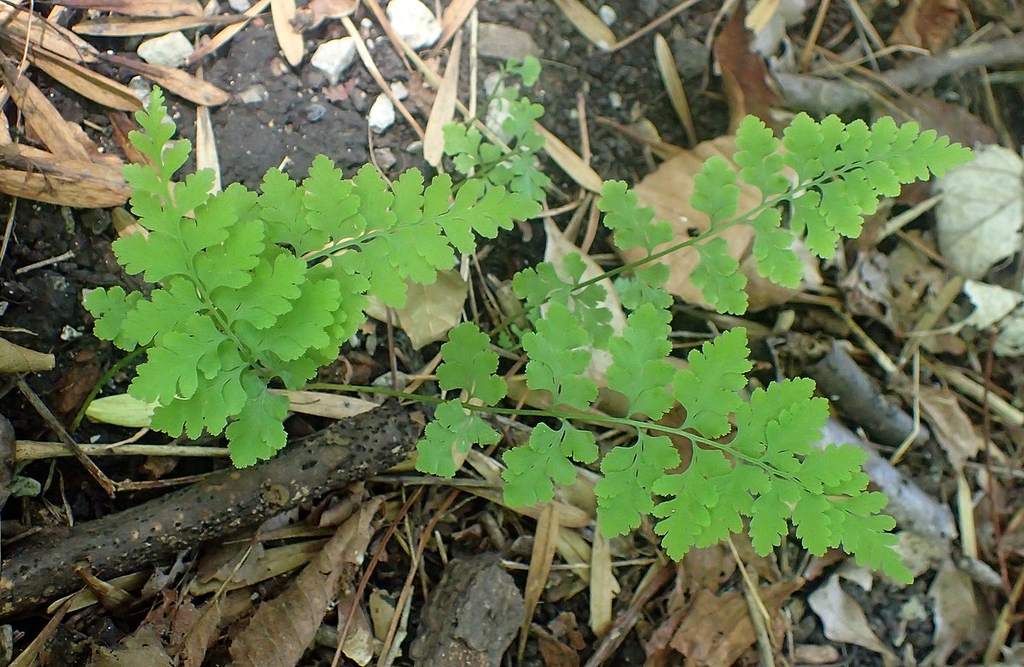 Cystopteris protrusa