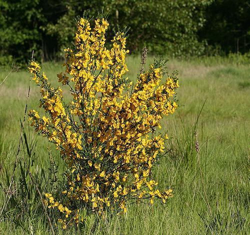 Cytisus scoparius