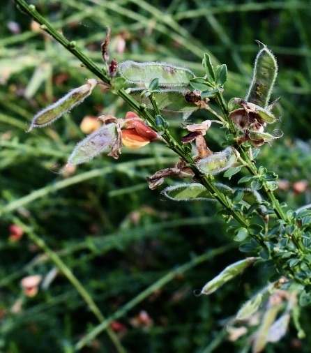Seed Pods & Flower - May - Halifax Co., NC