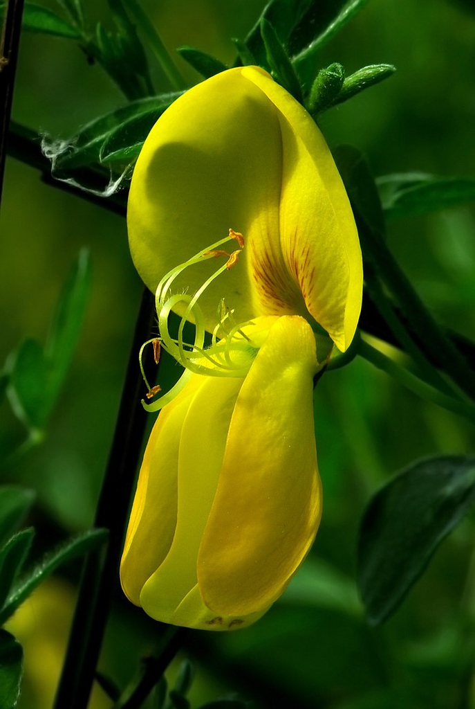 Cytisus scoparius